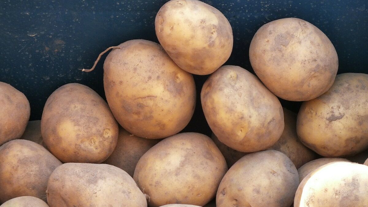 Как удвоить урожай картофеля на даче — посадите на грядах это растение: соседи позеленеют